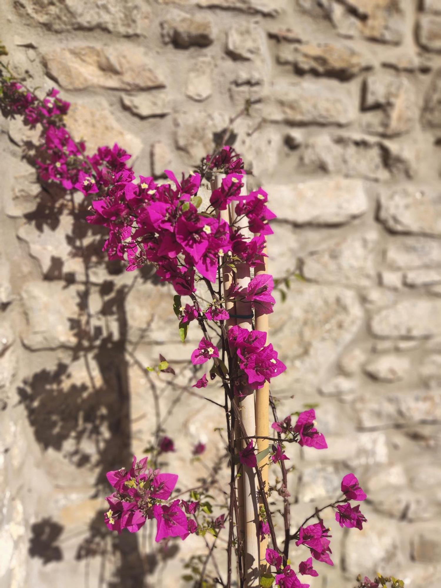 Pirgos  Pyrgi Cretan Living & Spa المظهر الخارجي الصورة